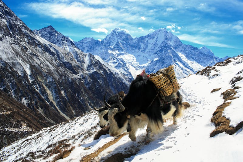 Traditional Yak Trek – A Cultural & Camping Journey in the Khumbu
